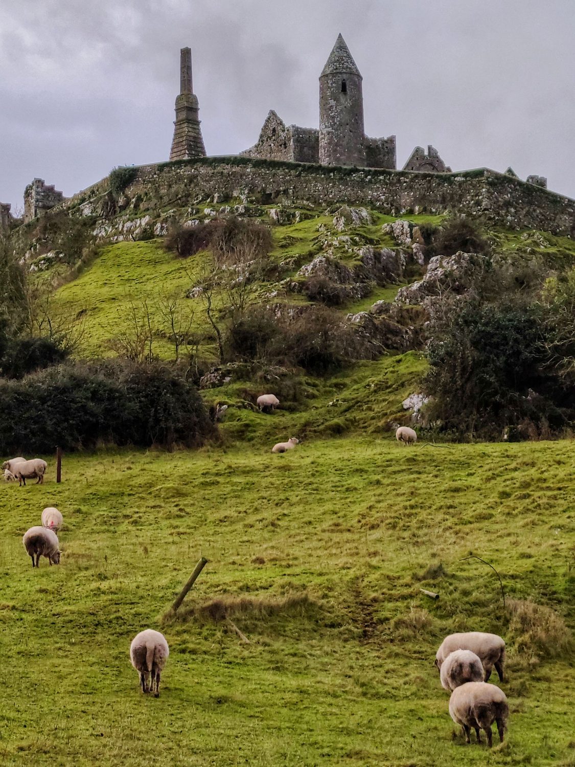 The Rock of Cashel above green fields with grazing sheep in Ireland